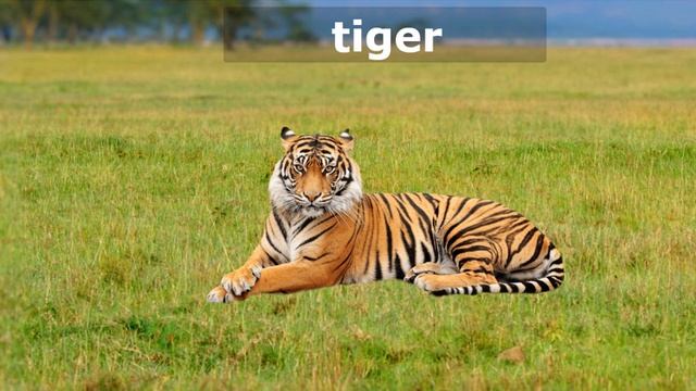 Fun Learning Game For Kids/Learn Counting And The Alphabet