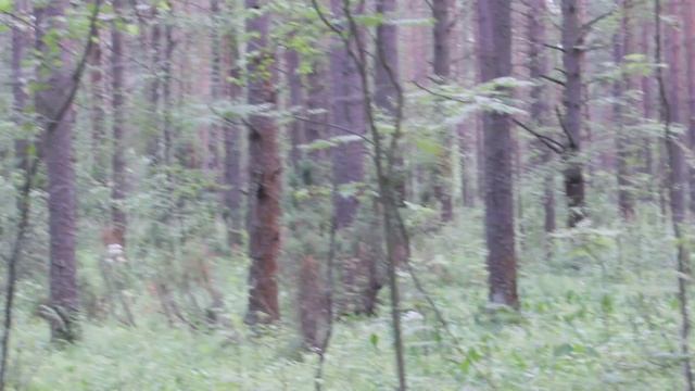 Земляника - лесная радость. смотреть онлайн