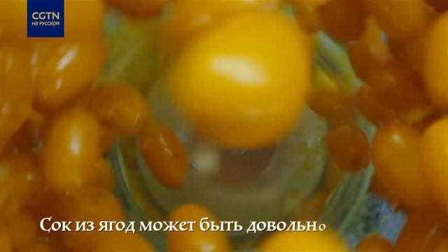 Сок из облепихи с лимоном и медом смотреть онлайн