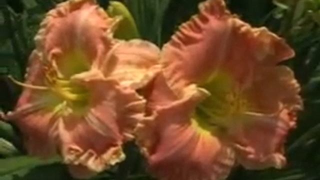 Лилейник daylily FLYING FRISBEE смотреть онлайн
