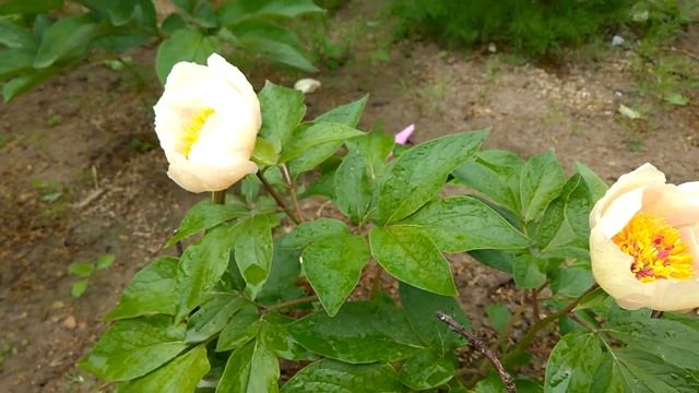 Пионы год 18й, Самые ранние гибриды смотреть онлайн