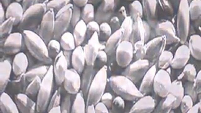 лучшие семена овощей для подмосковья смотреть онлайн