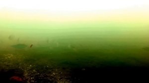 Подводная съемка. Поклевка Ельца. Прикорм рыбы.