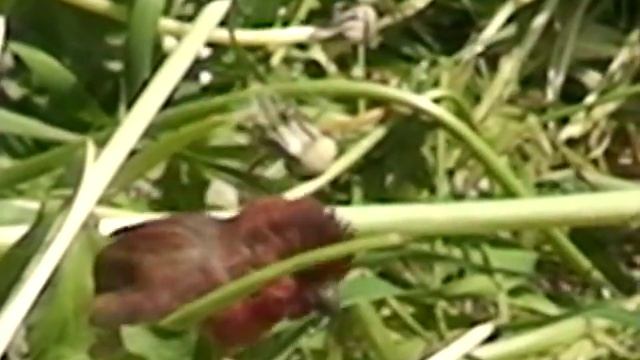 ЧЕЧЕВИЦА ОБЫКНОВЕННАЯ в нашем саду смотреть онлайн