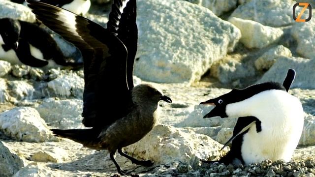 Животные воры - интересные факты смотреть онлайн