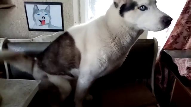 Хаски Белый ждёт хозяйку художницу на прогулку смотреть онлайн