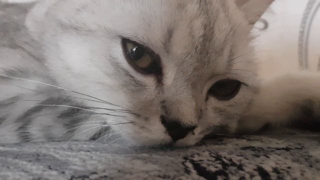 Как меняются зрачки у котов смотреть онлайн