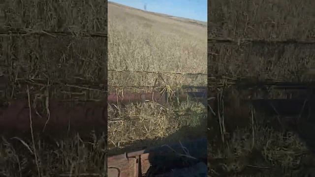 Валим суданку на семена .СК 5 Нива. смотреть онлайн