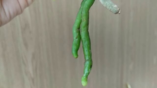 ДАЙ орхидеи БОРНУЮ КИСЛОТУ!!! корни ПРОБЬЮТ листья орхидеи! смотреть онлайн