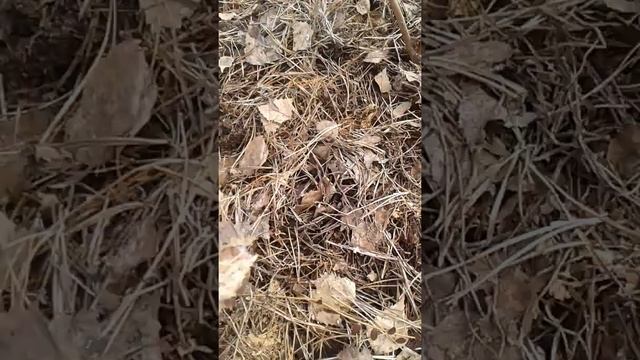 Мульчирование голубики. смотреть онлайн