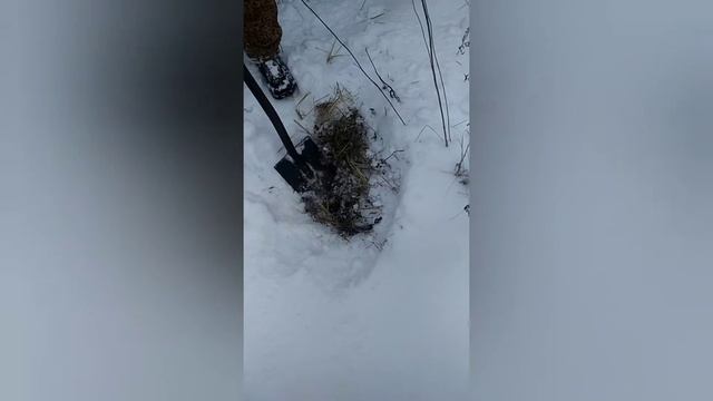 Зимняя прогулка с мд 4030 смотреть онлайн