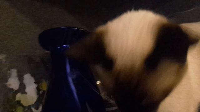 Тайский кот ест тайское манго и чавкает! смотреть онлайн