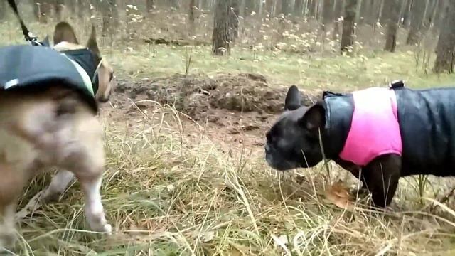 Мои французы. Почему собаки едят траву. смотреть онлайн