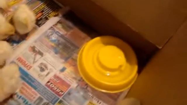 Соцзащита бесплатно дала 10 петушат смотреть онлайн