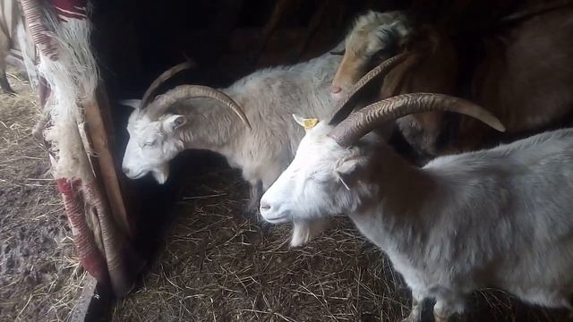 Раздой козы у нас смотреть онлайн