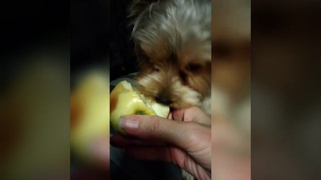 Щенок-Йорк, ЙОРК -все о ЙОРКАХ,жизнь йорка дома смотреть онлайн