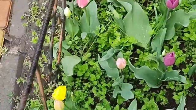 Разноцветные тюльпаны на Молдаванке смотреть онлайн