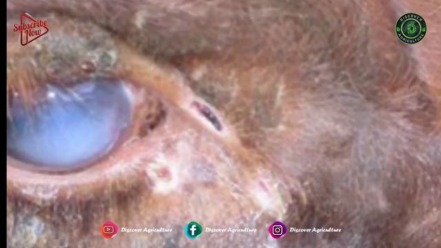 Lumpy skin Disease Symptoms, treatment and Prevention Methods in Cows/Cattles смотреть онлайн