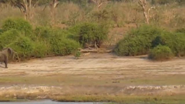Elephants and Leopard at Chobe National Park, Botswana смотреть онлайн