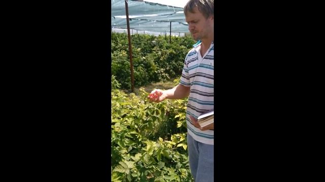 Ремонтантная малина Жар Птица плюсы и минусы смотреть онлайн