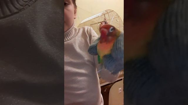 я дастала для вас попугая имя попугая Роза смотреть онлайн