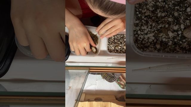 Забираем яйца у эублефара! #эублефар #reptile #lizard #кладка смотреть онлайн