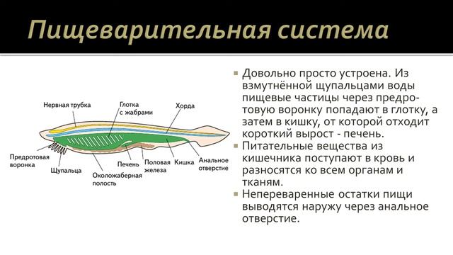 Биология 7 класс. Урок 24 смотреть онлайн