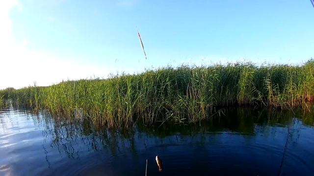 КАРАСЬ НА КУКУРУЗУ НА НЕМЕЦКОМ ОЗЕРЕ, ЛЕТНЯЯ РЫБАЛКА С ЛОДОК НА ПОПЛАВОК! РЫБАЛКА В КАЗАХСТАНЕ! смотреть онлайн