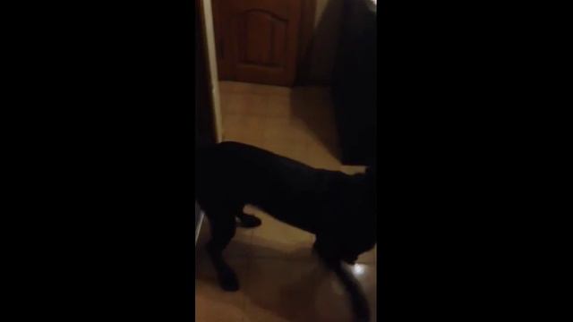 Кане Корсо Деррек встречает нас с отдыха, greets us with the rest смотреть онлайн
