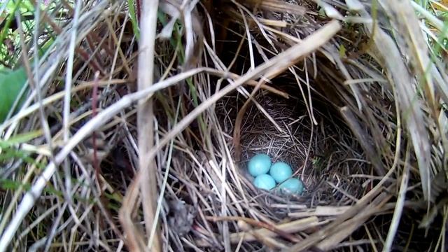 Земляника полевая//Природа//Синеголовник от отита//Жизнь в деревне смотреть онлайн
