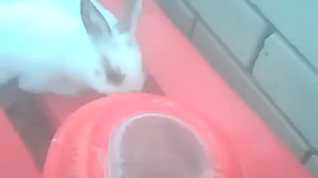 Школа животных