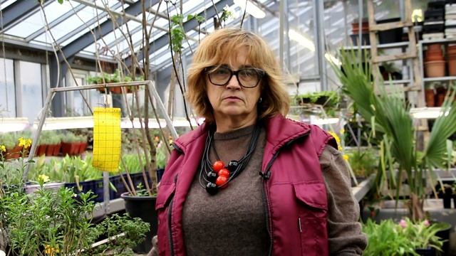 Выгонка тюльпанов по правилам смотреть онлайн