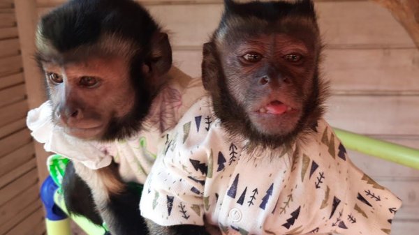 Уля и Мила в игровой/домашние обезьянки #обезьяна #monkey #petmonkey