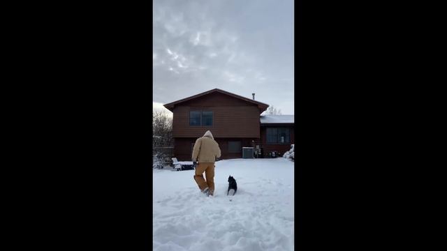 🔥😱wolf dog vs pitbull dog/most dangerous fight🔥😱 смотреть онлайн