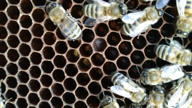 Серая горная кавказская порода пчел смотреть онлайн