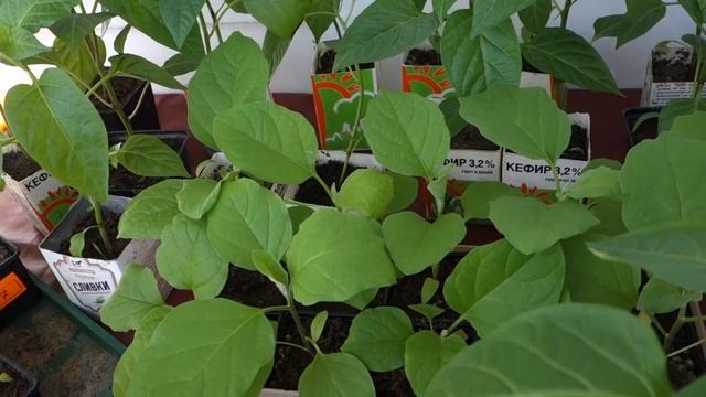 ПЕРЦЫ БАКЛАЖАНЫ ТОНКОСТИ УХОДА ЗА РАССАДОЙ (166 05.04.2017) смотреть онлайн