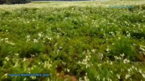 Ромашка белая