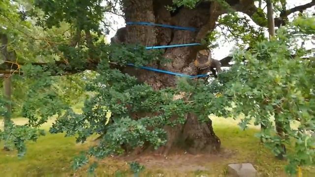 Самый толстый дуб, Кайве, Латвия, Kaives dizozols смотреть онлайн