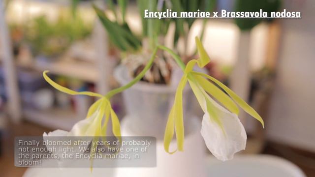 What's in Bloom - Orchids // July 2022 смотреть онлайн