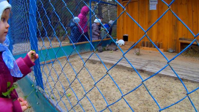 mini-zoo Мини зоопарк город Тюмень смотреть онлайн