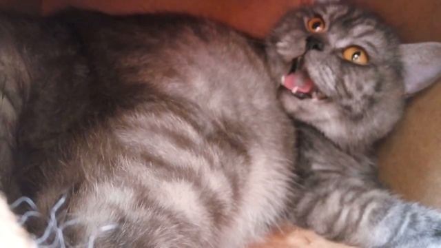 Предродовые схватки у британской кошки смотреть онлайн