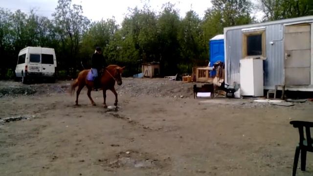 Прыжочек на лошади после долгого перерыва. Смешное видео смотреть онлайн