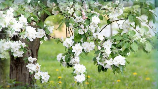 «К Элизе» смотреть онлайн