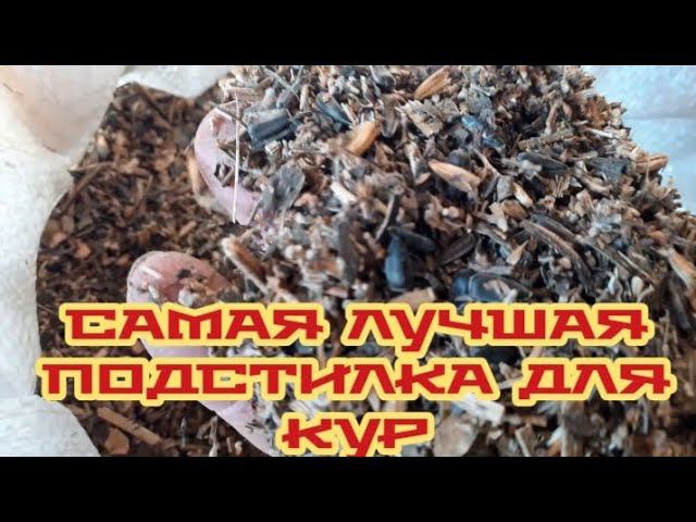 Лучшая подстилка для курочек. Готовим курятник к зиме.... смотреть онлайн