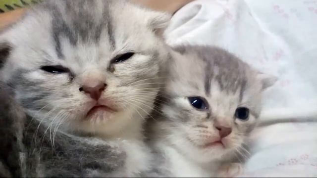 Малиши Миланы. Сонные казявки. Котятки с Постройки. смотреть онлайн