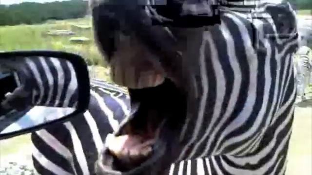 Close Encounter With a Zebra смотреть онлайн