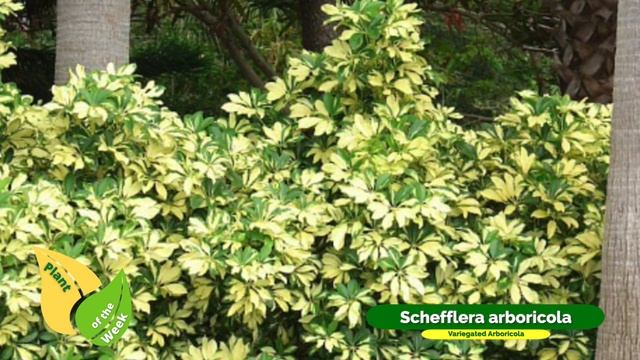 Schefflera arboricola | Variegated Arboricola | Dwarf Umbrella Tree смотреть онлайн
