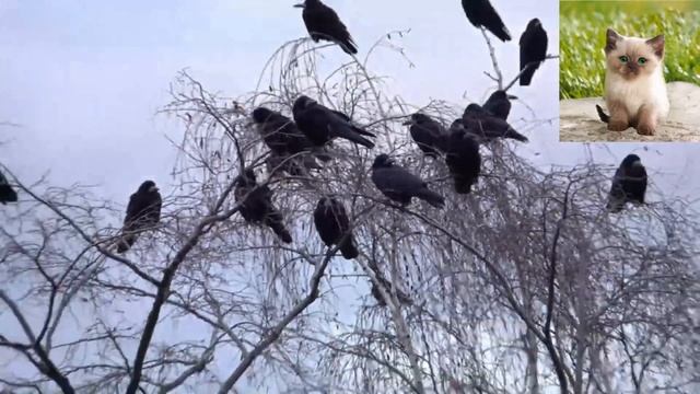 Грач - Corvus frugilegus.mp4 смотреть онлайн