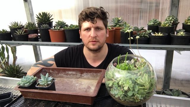 Кокосовый субстрат для суккулентов - опыт Мастера Георгия смотреть онлайн