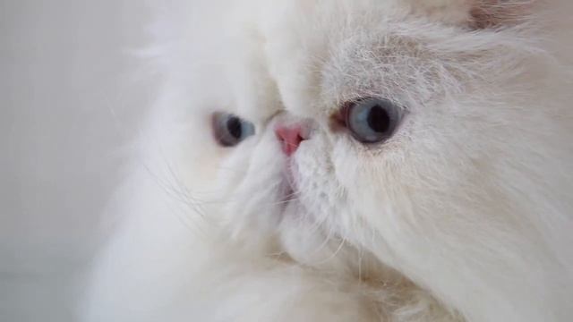 Уход за персидской кошкой ? смотреть онлайн